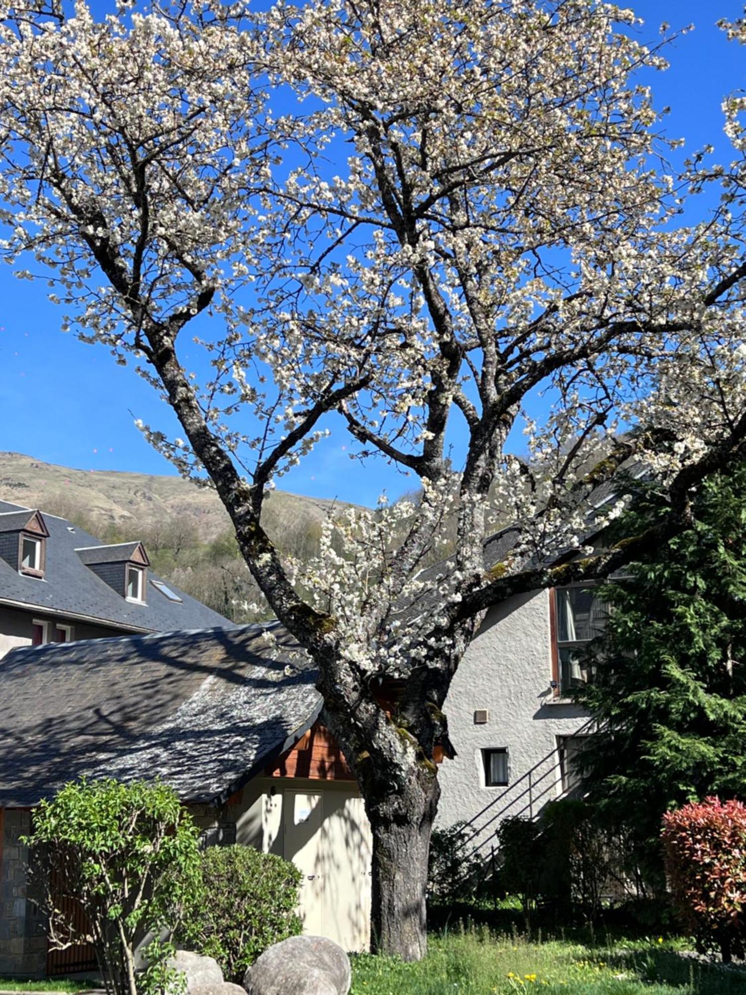 Apparts Au Coeur De St-Lary - Piscine Chauffee Et Sauna Saint-Lary-Soulan Kültér fotó